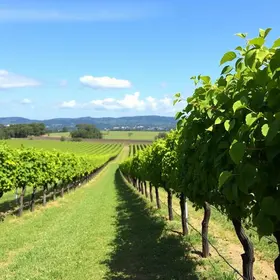 Is São Roque Wine Route Worth Visiting from São Paulo? What Tourists Should Know